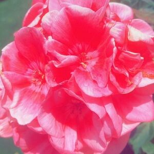 Meet your Posher, Mackenzie